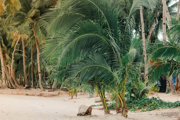 Locations de mobil-homes près du puy du fou : votre escapade idéale
